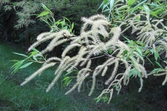 Salix tetrasperma
